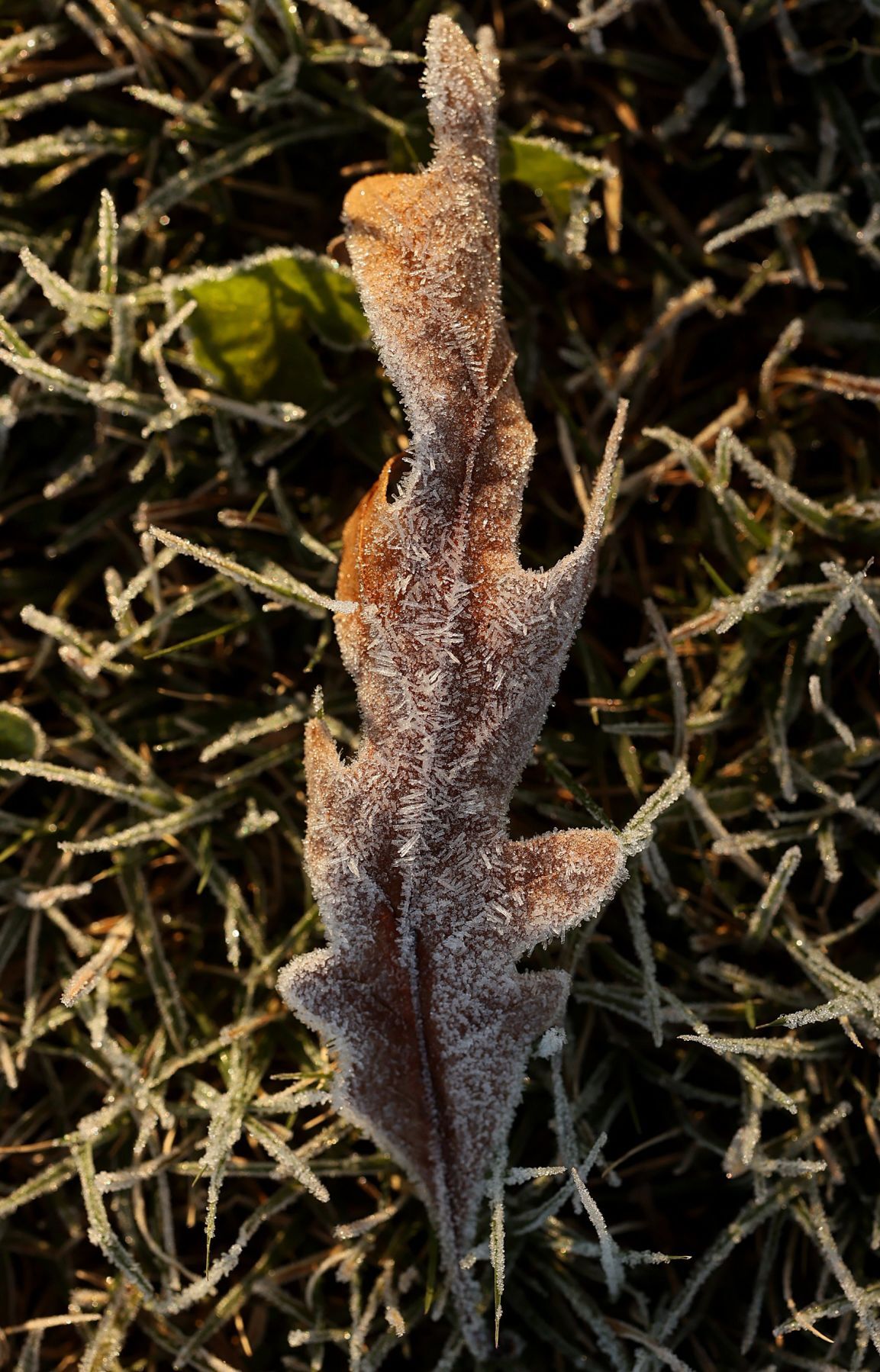 Morning frost fleeting as mid 50s afternoon to come